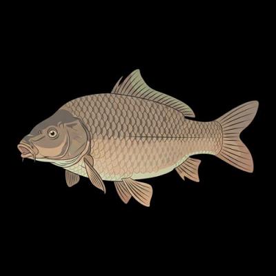 YOU CAUGHT A 12LB COMMON CARP