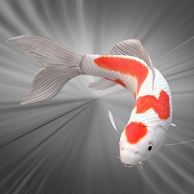 YOU LAND A KOI CARP AND WIN £20 SITE CREDIT