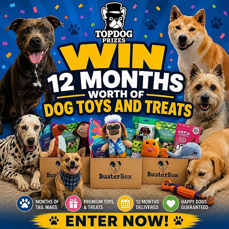 Win 12 Months of Dog Toys & Healthy Treats