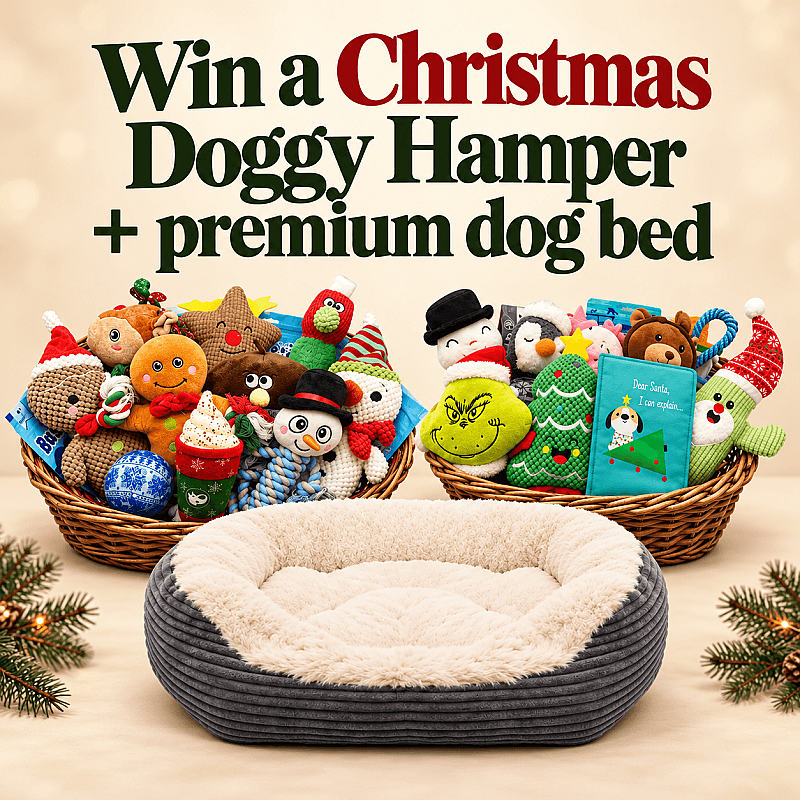Win A Christmas Doggy Hamper + Premium Dog Bed
